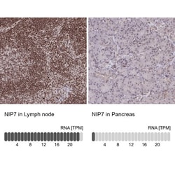 NIP7 Antibody, Novus Biologicals 0.1mL; Unlabeled:Antibodies, Polyclonal